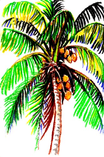 Palm